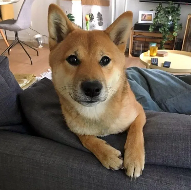 Shiba Yoshi mit 10 Monaten