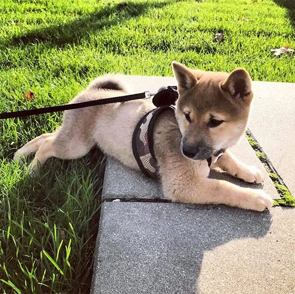 Shiba-Welpe Yoshi mit 13 Wochen