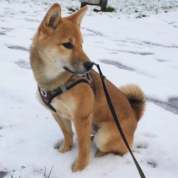 Junger Shiba Yoshi mit 20 Wochen