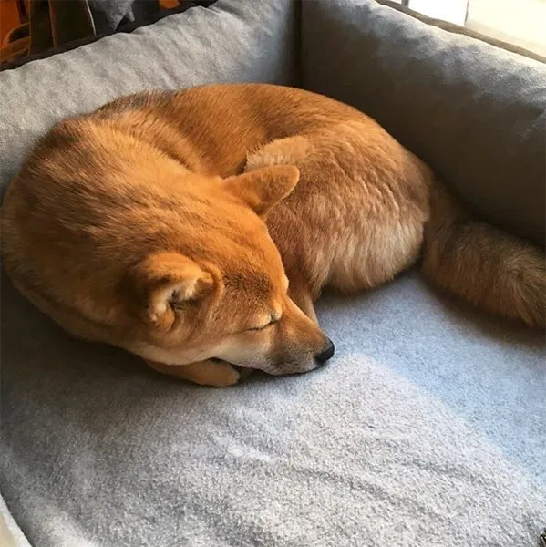 Shiba Yoshi mit 6 Monaten