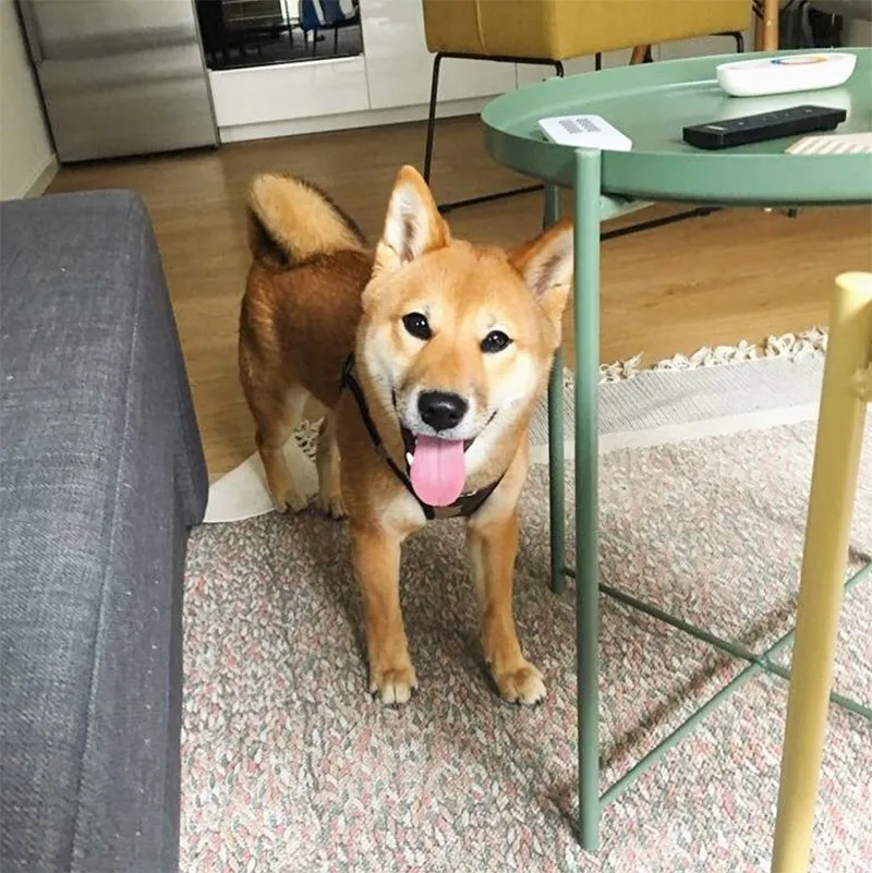 Shiba Yoshi mit 8 Monaten