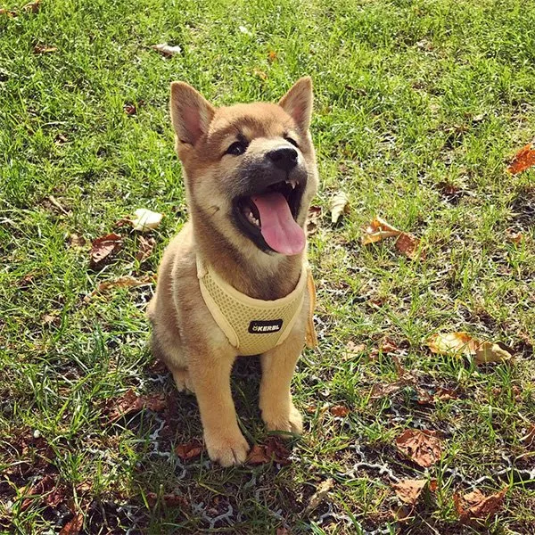 Shiba-Welpe Yoshi mit 8 Wochen