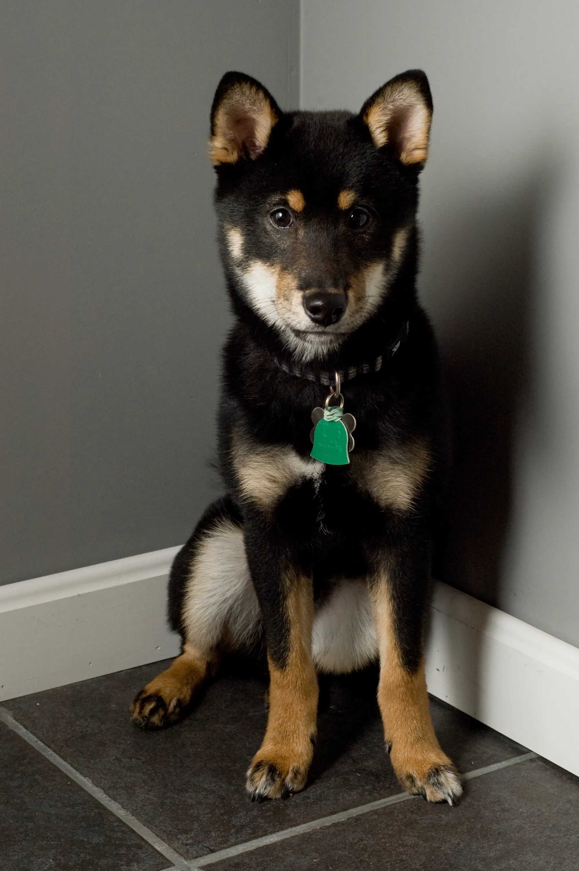 Shiba Inu in der Fellfarbe Schwarzloh (Black & Tan)