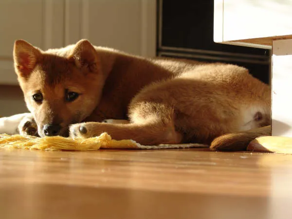 Shiba Inu in der Fellfarbe Sesam