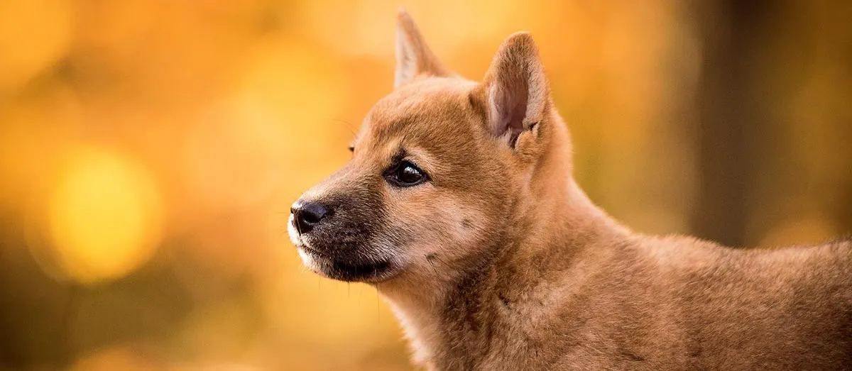 Profil eines jungen roten Shiba Inu vor goldenem Herbsthintergrund