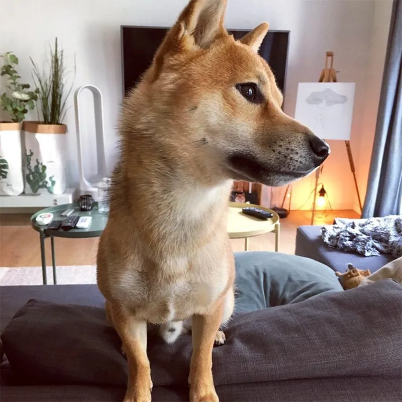 Erwachsener Shiba Inu Yoshi mit einem Jahr
