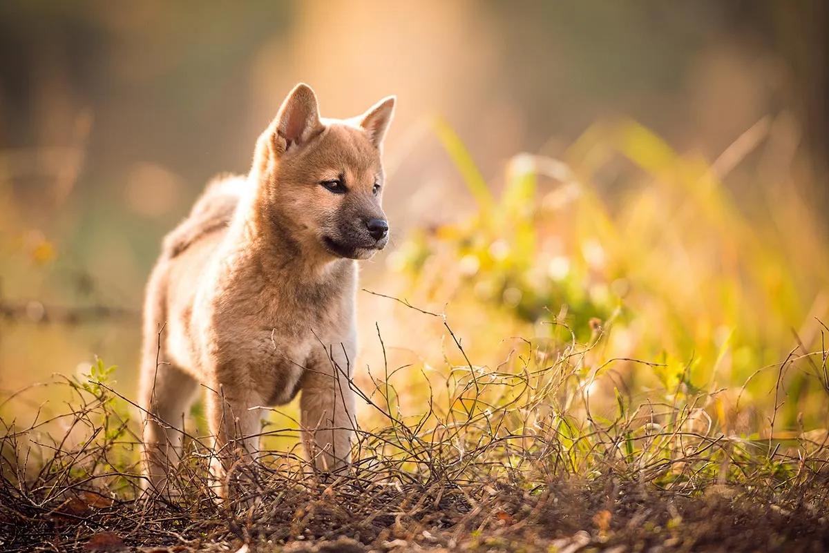 Shiba-Inu-Welpe Yoshi steht aufmerksam in herbstlicher Natur