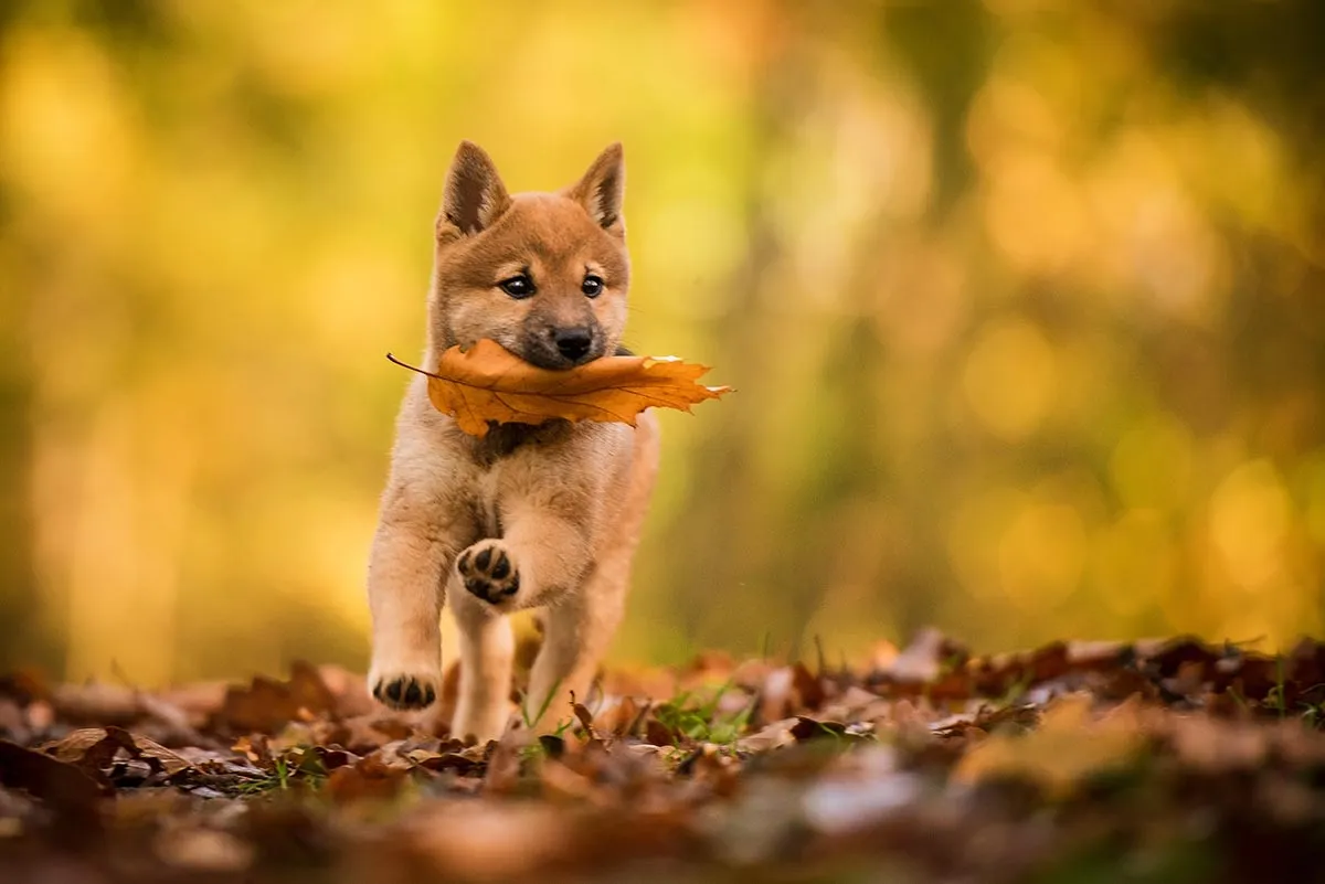 Shiba-Inu-Welpe rennt mit einem Herbstblatt im Maul durch goldenes Laub