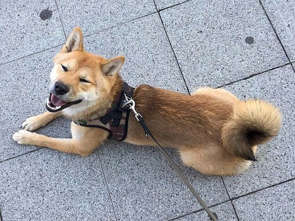 Gesunder, fröhlicher Shiba Inu liegt entspannt am Boden