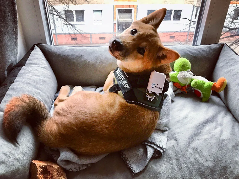 Junger Shiba Inu Welpe Yoshi liegt in seinem Hundebett am Fenster